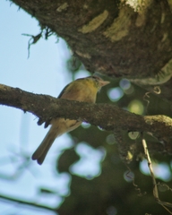 Vireonidae