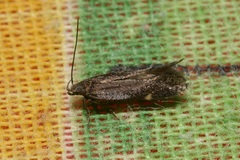 Aproaerema anthyllidella