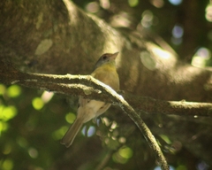 Vireonidae