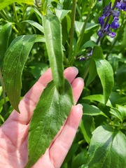 Salvia farinacea