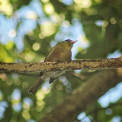 Vireonidae