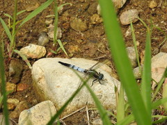 Orthetrum albistylum speciosum