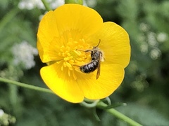 Chelostoma florisomne