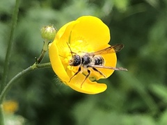 Chelostoma florisomne