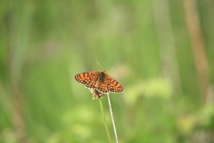 Melitaea deione