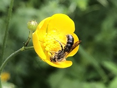 Chelostoma florisomne