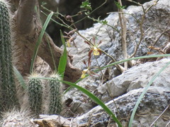 Encyclia rodolfoi