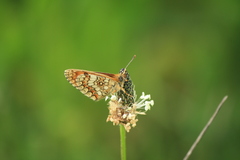 Melitaea deione