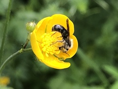 Chelostoma florisomne