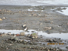 Egretta garzetta nigripes