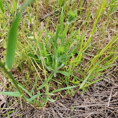 Plantago aristata