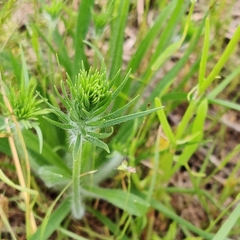 Plantago aristata