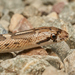 Culebra Brillante - Photo (c) Tony Iwane, algunos derechos reservados (CC BY-NC), subido por Tony Iwane