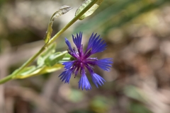 Centaurea cyanoides