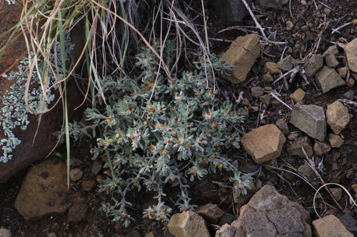 Image of Helichrysum pumilio by (c) Tony Rebelo, some rights reserved (CC BY-SA)