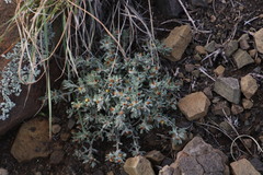 Helichrysum pumilio