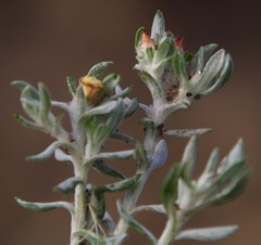 Helichrysum pumilio