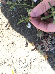 Plagiobothrys stipitatus