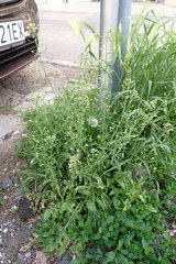 Capsella bursa-pastoris