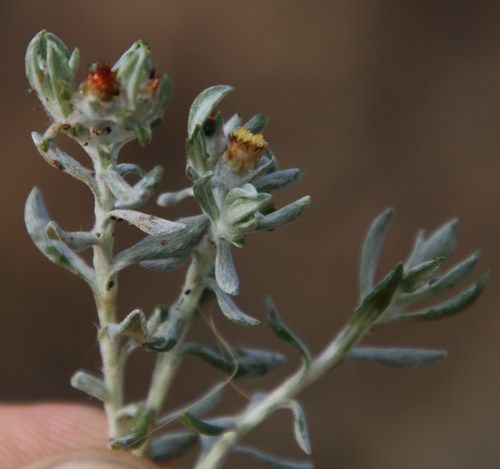 Image of Helichrysum pumilio by (c) Tony Rebelo, some rights reserved (CC BY-SA)