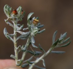Helichrysum pumilio