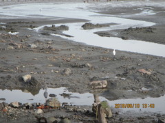 Egretta garzetta nigripes