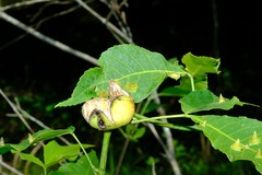 Phylloxera caryaecaulis