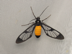 Sarosa