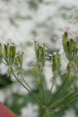 Anthriscus sylvestris