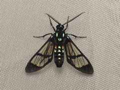 Cosmosoma xanthosticta