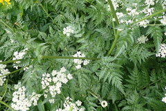 Anthriscus sylvestris