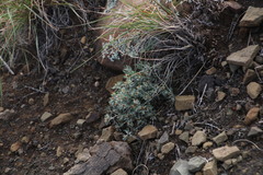 Helichrysum pumilio