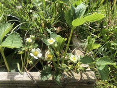Fragaria