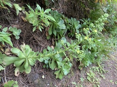 Aeonium canariense image