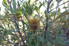 Banksia ornata