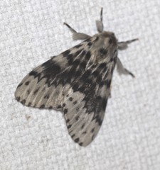 Lymantria antennata