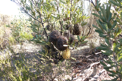 Banksia ornata