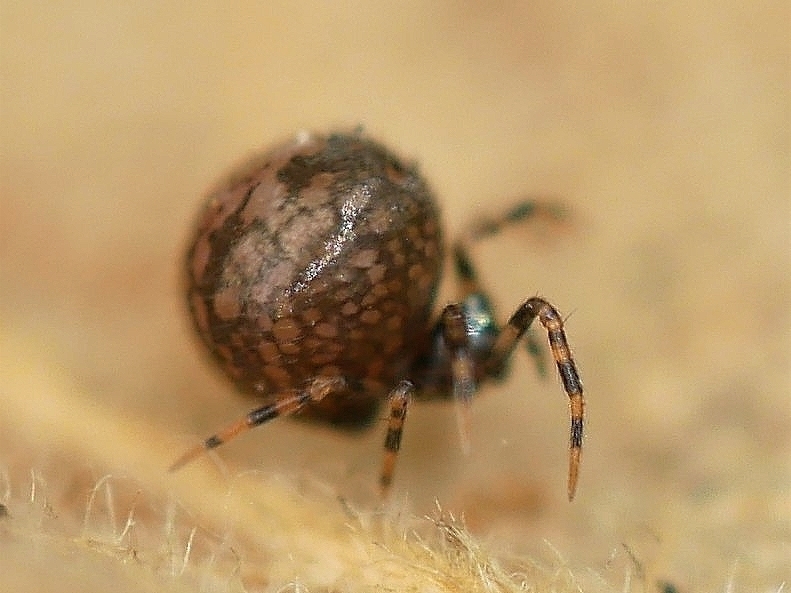 Trogloneta paradoxa