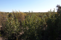 Banksia ornata