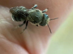 Osmia georgica