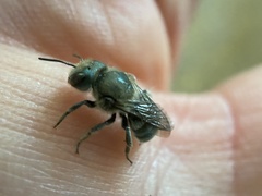 Osmia georgica