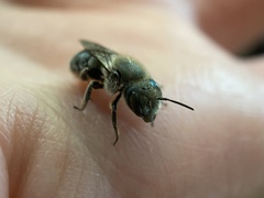 Osmia georgica
