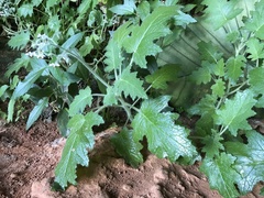 Aosa rupestris
