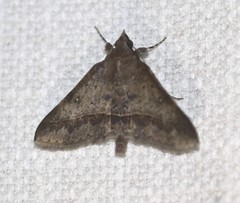 Hypospila dochmotoma