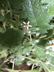 Aosa rupestris