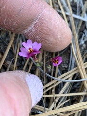 Erythranthe purpurea