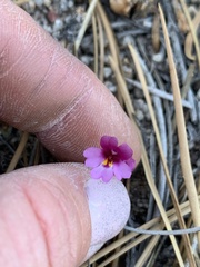 Erythranthe purpurea