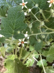 Aosa rupestris