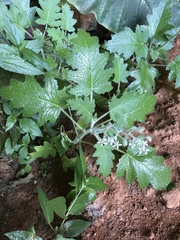 Aosa rupestris