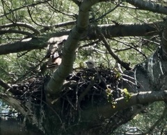 Buteo jamaicensis